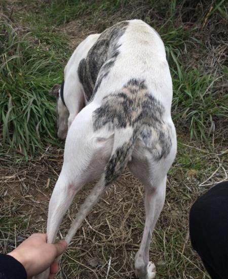 惠比特犬母起名字_惠比特犬母起名字_惠比特犬母起名字个性