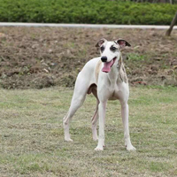 惠比特犬母起名字_惠比特犬母起名字_惠比特犬母起名字个性