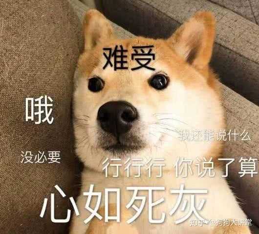 给金毛狗狗起名字