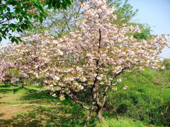 象征樱花的英文名字_象征樱花的英文名字