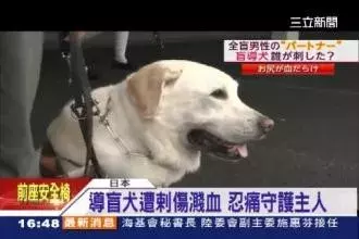 按照人类年龄比例，导盲犬要求学8年才能上岗 耗费10-20万元