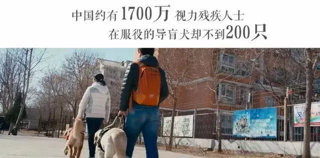 按照人类年龄比例，导盲犬要求学8年才能上岗 耗费10-20万元