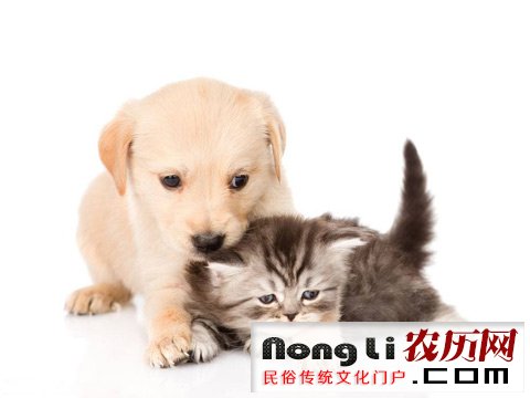 给猎犬起名字