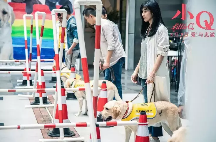 按照人类年龄比例，导盲犬要求学8年才能上岗 耗费10-20万元