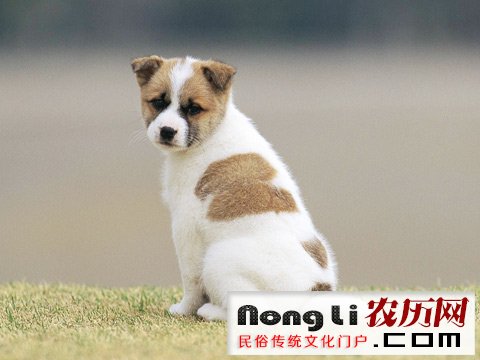 给猎犬起名字