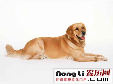 给猎犬起名字