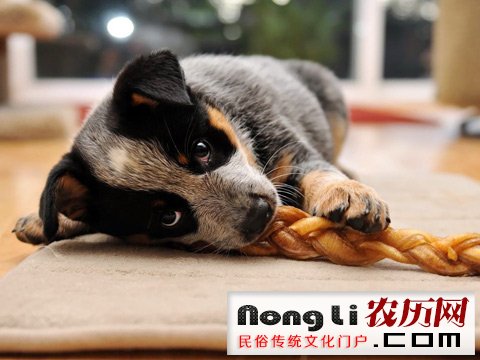 给猎犬起名字