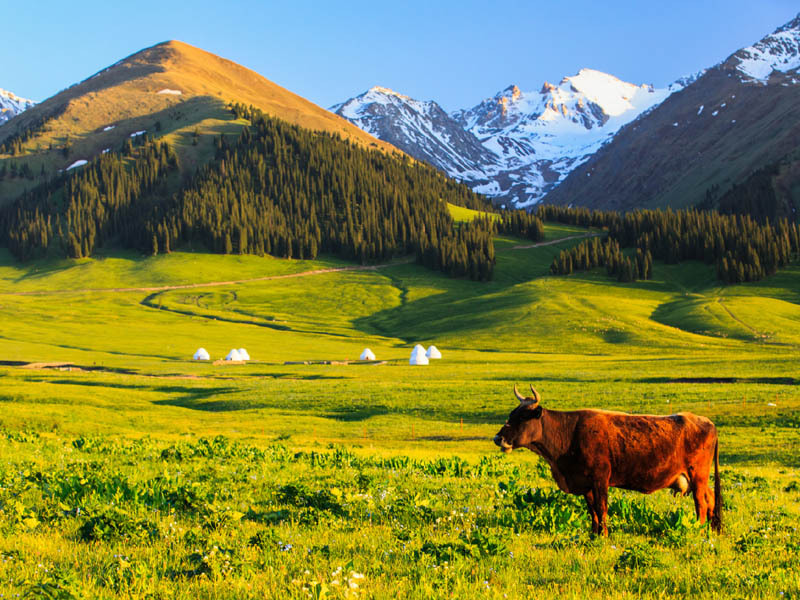 新疆博乐的景点_新疆旅游景点店名_新疆哈什景点