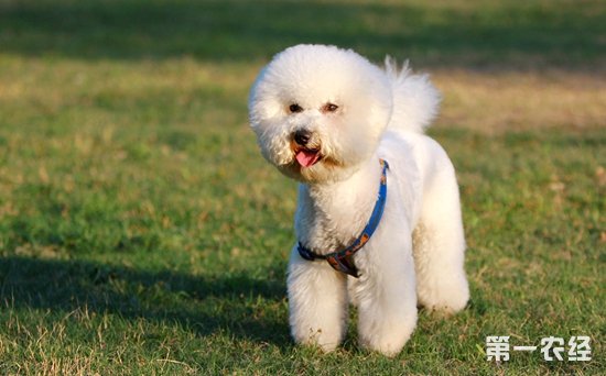 给巴哥犬起名字霸气点_巴哥成年犬白色的多少钱_巴哥 犬价格