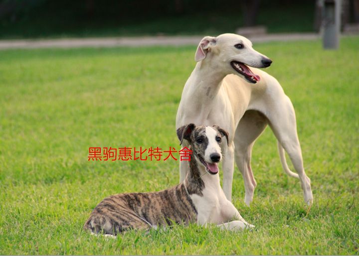 惠比特犬母起名字个性