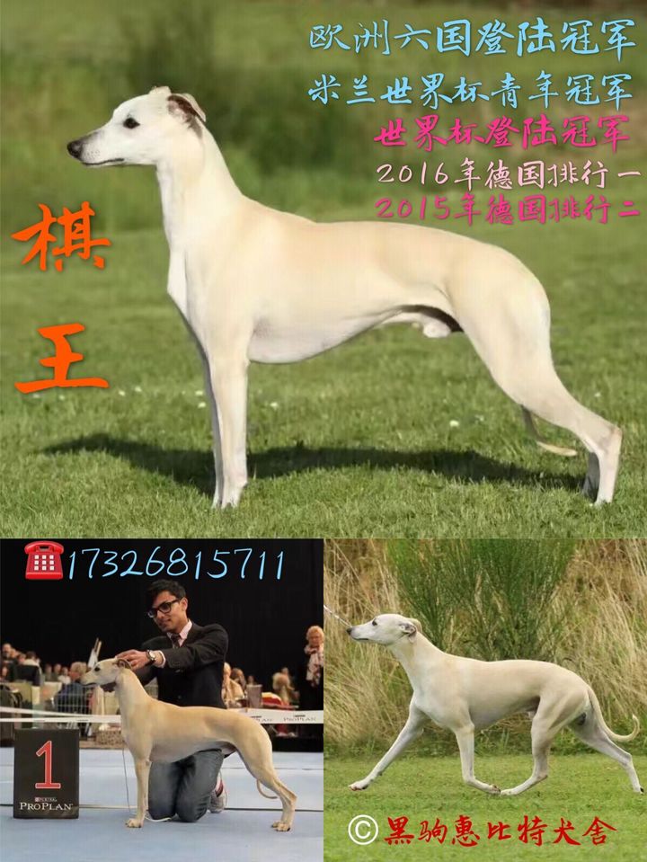 惠比特犬母起名字个性