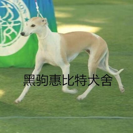 惠比特犬母起名字个性