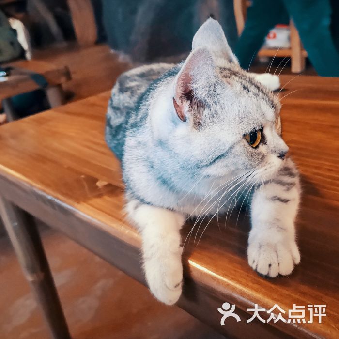 南瓜猫lolita淘宝店名_以猫为主题的店名_以爱为主题物为线索的作文