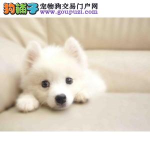 哪些营养构成了银狐犬完整的成长