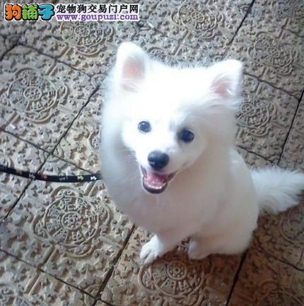 银狐犬幼犬饲养的方法有何锦囊妙计