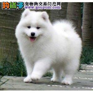 给银狐犬取名字的常识